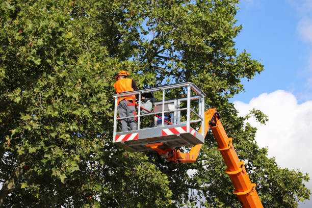 Best Dead Tree Removal  in Golden Grove, SC